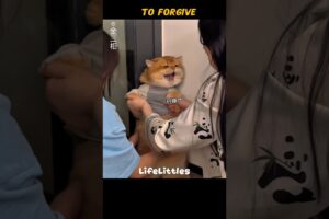 The Funniest Cat Prank Ever #cute #kitten #cat #kitty #kittenlove #kittens #pets #petlovers #cats