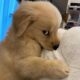The Funniest PUPPIES of 2026    So Far 😂 Funny Animal Videos