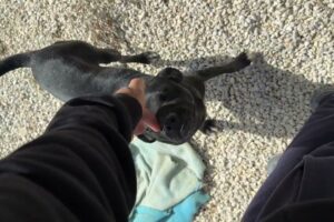 The Gangsters Are Happy in the Big Area! - Takis Shelter