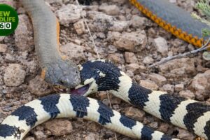 The Most Brutal Scenes Of Venomous Snakes Eating Their Own Kind | animal attacks
