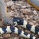 The Most Brutal Scenes Of Venomous Snakes Eating Their Own Kind | animal attacks