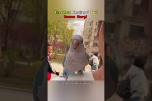 The Most Emotional Bird Rescue Story! #shorts #birds #animals