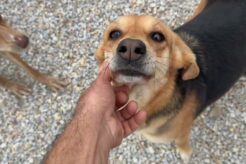 The New Home Changed Everything For All of Us Here - Takis Shelter