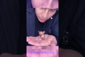 The Smallest Puppies in the World! 🥺❤️ #shorts  #cute  #dog