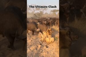 The Ultimate Showdown: Lion Pride vs. Buffalo Herd