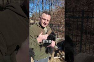 The World’s First Solar-Powered Dog?