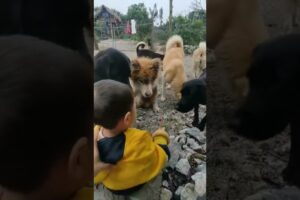 The baby gives treats to the rescued dogs  #dogs