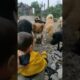 The baby gives treats to the rescued dogs  #dogs