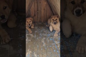 The cutest puppies! (En tatlı yavru köpekler! ) #puppy #puppies #köpek #animals #shorts #trend #dog