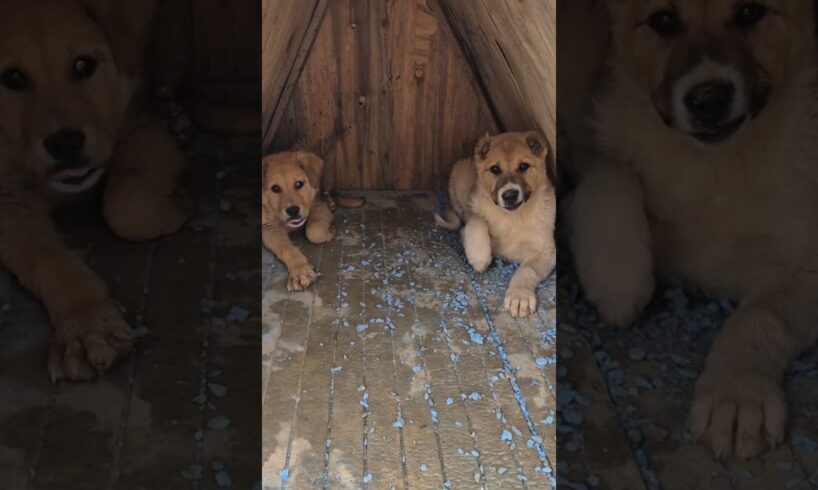 The cutest puppies! (En tatlı yavru köpekler! ) #puppy #puppies #köpek #animals #shorts #trend #dog