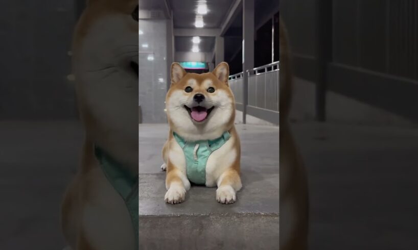 The love for these cute puppies grows day by day #dog #pet #cutedog #puppy #puppylove #cuteanimal