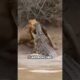 The most epic animal fights ever seen #animalstory #tales #wildlife