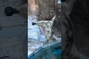 The polar bear is playing with a ball || #polorbliss #bear
