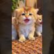 The sound of kittens.💕😻 #meow #cute #kitten #cat