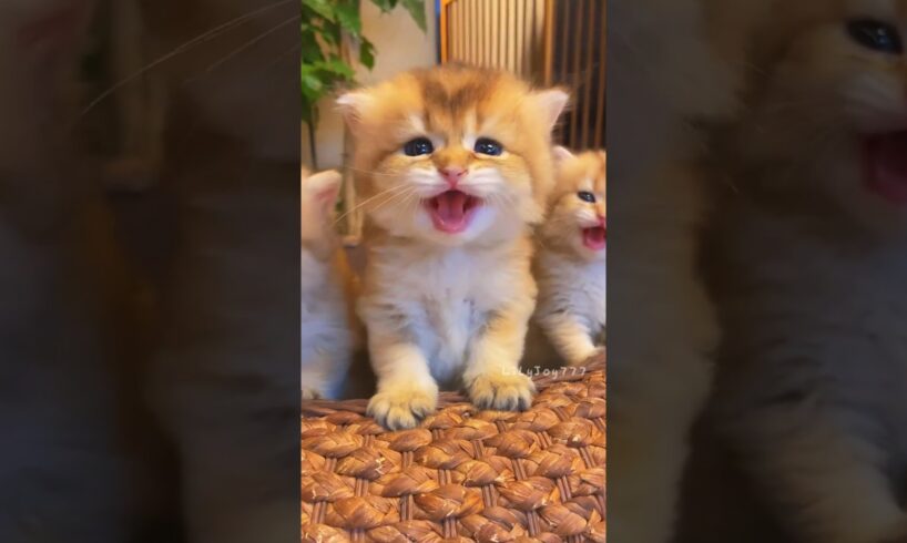 The sound of kittens.💕😻 #meow #cute #kitten #cat