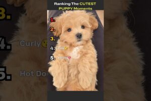 These Are the 5 Cutest Puppies in the World ❤️ #shorts #puppy #cute