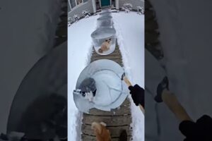 These cats are frozen solid 😱 #rescue #animals #viral