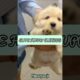 These cute puppies Will Melt Your Heart | Cutest Dogs Ever #pets#adorable#viral#puppy#cute#shorts