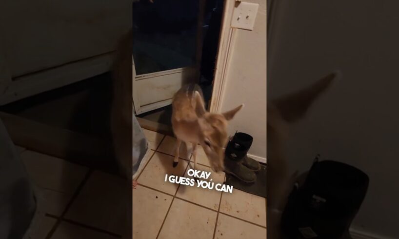 They helped animals during a tornado 👏