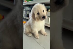 This Cute Golden Retriever Puppy Affection Is Next Level