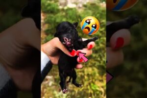 This Dog Was Left Alone On The Road But Found A Loving Forever Home #short #pets #dog