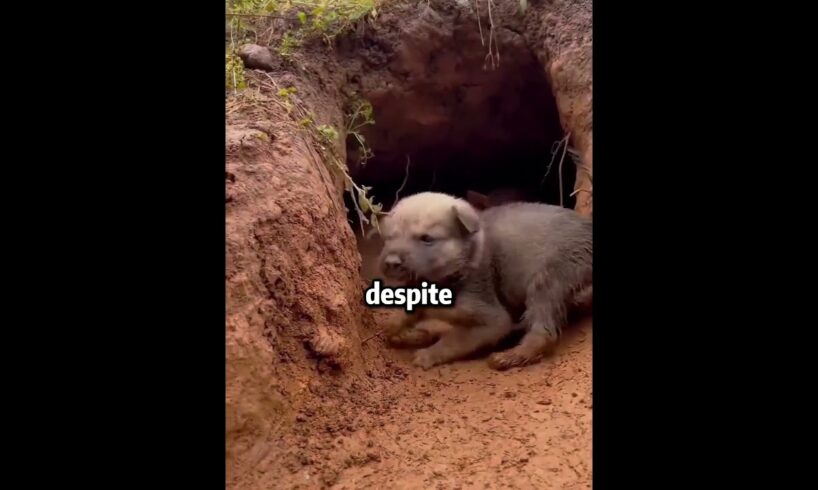 This Mother Dog Was Terrified Until She Learned This #dog #hearttouching #shorts