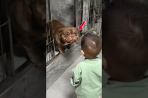 This Pit Bull Chose a Little Boy ❤️🐶