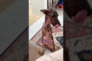 This Rescue Dog's Transformation Will Leave You Speechless | The Dodo