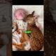 This Rescued Fawn Slept Beside His Baby 🦌❤️‍🩹 #shorts