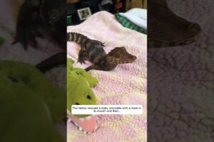 This family rescued a baby crocodile with a hook in its mouth and then...