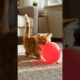This kitten just made my day♥️#ai #cute #kitten #playtime #viral #pets