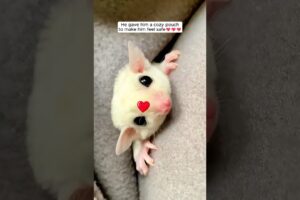 This young man adopted a newborn sugar glider and raised it with love #sugargliderlover #shorts