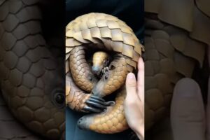 Three Lives, One Chance 🐾 | Animal Rescue #AnimalRescue #SaveAnimals #AnimalShorts