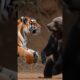 😨Tiger Vs Bear fight.. 🐯 vs🐻. #animals #fighting #animalplanet #wildlife #cat @Animal #shorts