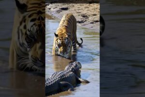 Tiger vs Alligator