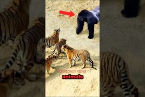 Tigers VS Gorilla Meet in Wild! - Blondi Foks