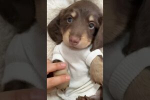 Tiny body, giant mischief! #puppy #dachshund  #dog  #cute #sausagedog #pets #cutedog