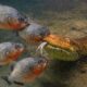 Top 10 Most Ruthless Piranhas Attack Their Prey | Animal Fights