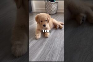 Top 3 Cutest Puppies 🐶 😍Which one you are getting as a pet