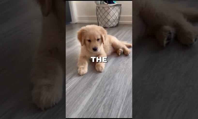 Top 3 Cutest Puppies 🐶 😍Which one you are getting as a pet