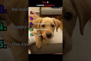 Top 5 CUTEST Puppies That’ll Melt Your Heart 🥹🐶