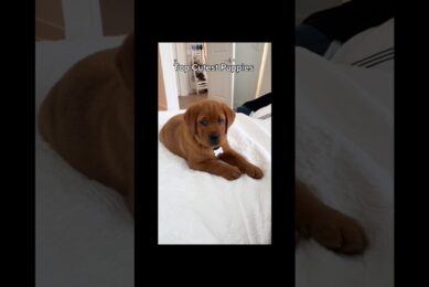 Top Cutest Puppies #puppy #dog #cutedog