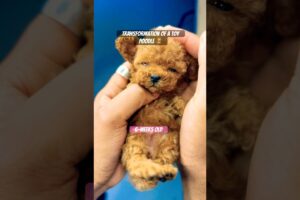 Transforming into a teddy bear 🧸 #puppy #poodle #transformation #teacuppoodle #shorts #viral