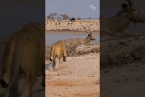 Trapped in Mud: How a Kudu Outsmarted a Lioness