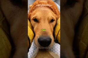 Trapped underwater for 3 minutes... Miracle Rescue! 🌀😱 #animalrescue #dog