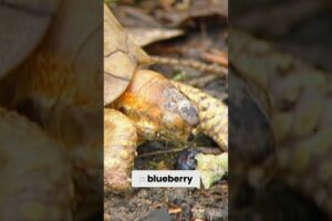 Turtle Rescue Story | Zoboomafoo