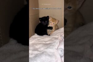 Two Little Kitten 😻 Rescued 🐾 | #kitten #rescue #pets #cute