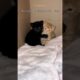 Two Little Kitten 😻 Rescued 🐾 | #kitten #rescue #pets #cute