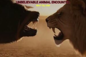 Unbelievable Animal Fights Captured on Camera | Ultimate Wild Encounters