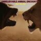 Unbelievable Animal Fights Captured on Camera | Ultimate Wild Encounters